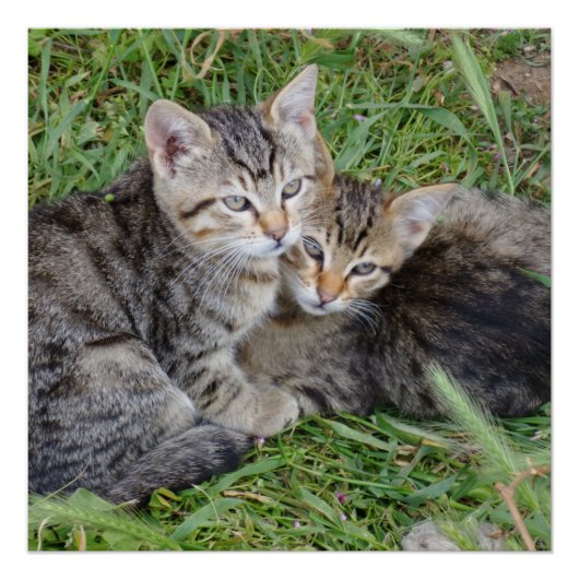 Tabby Sisters 20" x 20", Poster Paper, Semi-Gloss (Devant)
