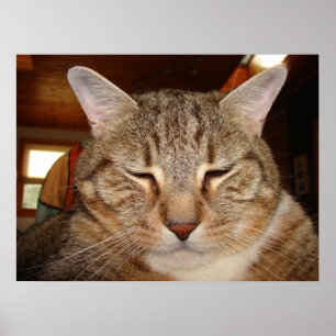 Tabby Tiger Cat Poster