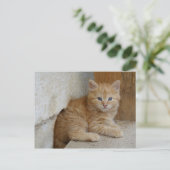 Tabby Tomcat Kitten Briefkaart (Staand voorkant)