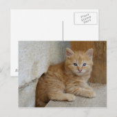 Tabby Tomcat Kitten Briefkaart (Voorkant / Achterkant)