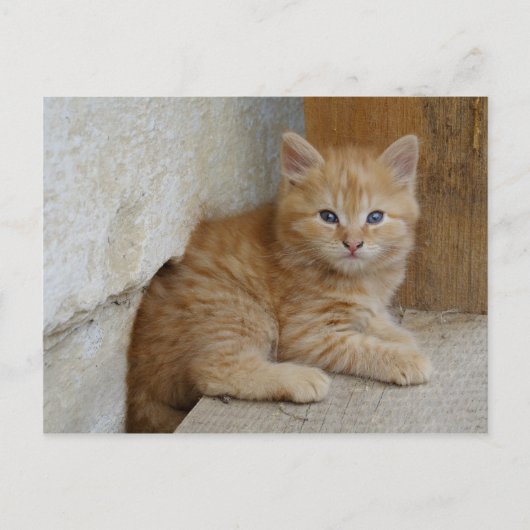 Tabby Tomcat Kitten Briefkaart (Voorkant)