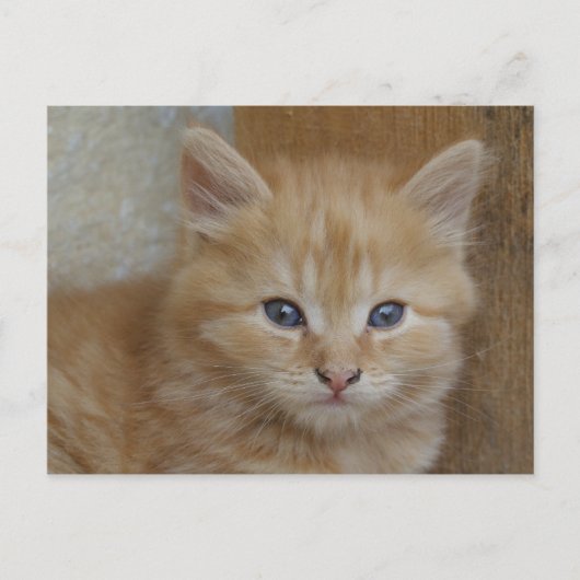 Tabby Tomcat Kitten Briefkaart (Voorkant)