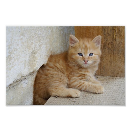 Tabby Tomcat Kitten Foto Afdruk (Voorkant)