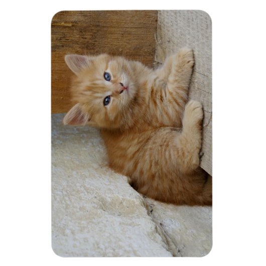 Tabby Tomcat Kitten Magneet (Verticaal)