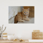 Tabby Tomcat Kitten Poster (Keuken)
