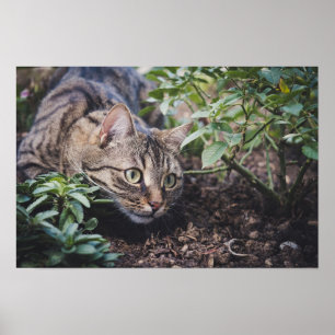 Tabbykat in Bossen Stalking Poster