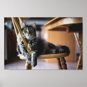 Tabbykat op houten klep Fotodruk Poster