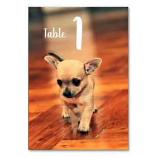 Table Chihuahuas mignon Numéro de tableau photo