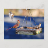 Table de petit-déjeuner (oiseaux) Carte postale (Devant)