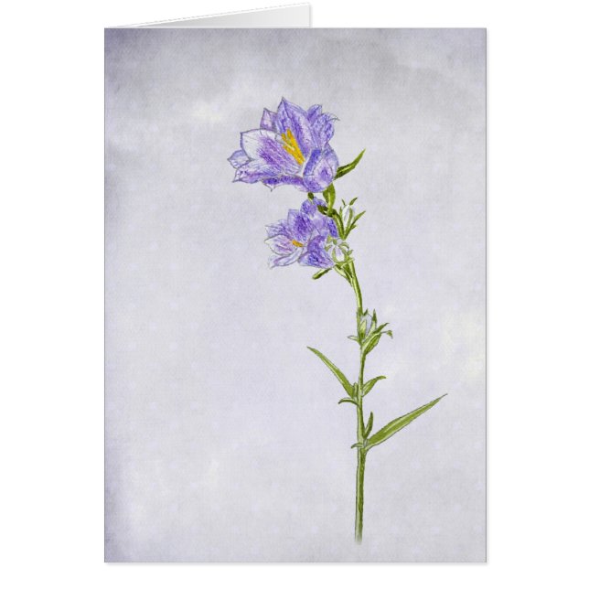 Tableau Bluebell (Devant)