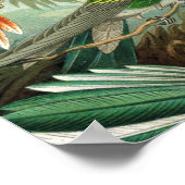 tableau classique de la faune des oiseaux colibris (Coin)