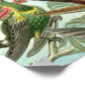 tableau classique de la faune des oiseaux colibris (Coin)