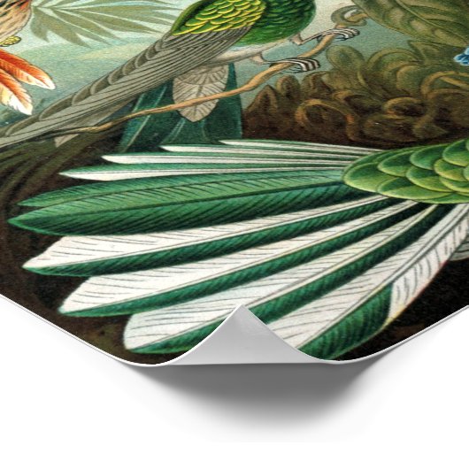 tableau classique de la faune des oiseaux colibris (Coin)