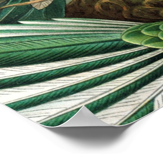 tableau classique de la faune des oiseaux colibris (Coin)