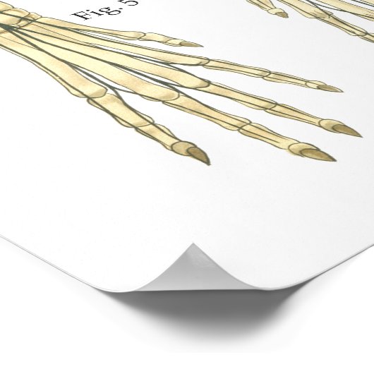 Tableau d'affichage de l'anatomie du système nerve (Coin)