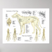 Tableau d'affichage de l'anatomie du système nerve (Devant)