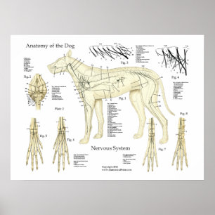 Tableau d'affichage de l'anatomie du système nerve