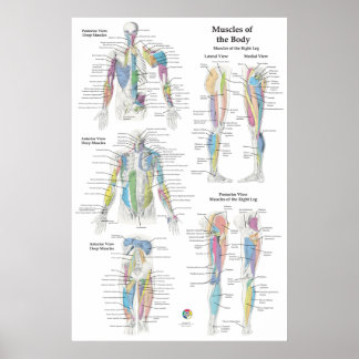 Tableau d'anatomie des muscles profonds