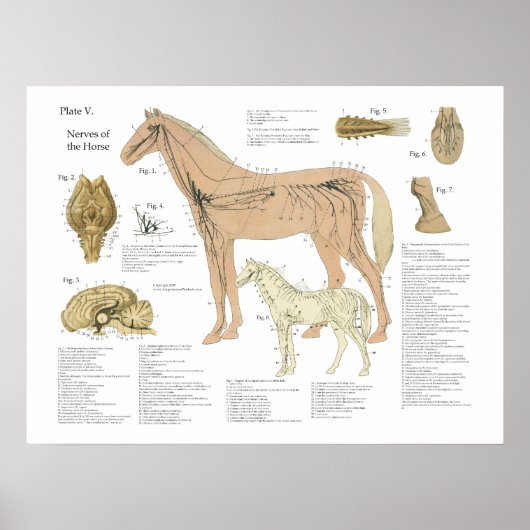 Tableau d'anatomie du système nerveux du cheval (Devant)