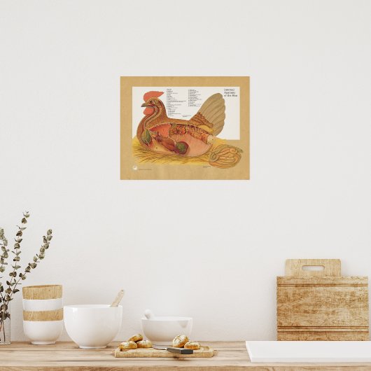 Tableau d'anatomie interne de poulets (Cuisine)