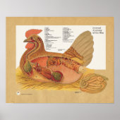 Tableau d'anatomie interne de poulets (Devant)