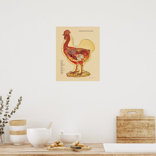 Tableau d'anatomie interne de poulets Hen Vétérina (Cuisine)
