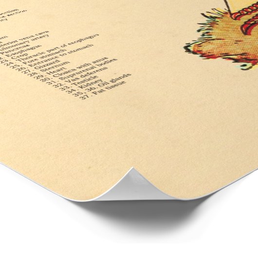 Tableau d'anatomie interne de poulets Hen Vétérina (Coin)