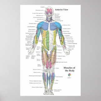 Tableau d'anatomie musculaire vue antérieure
