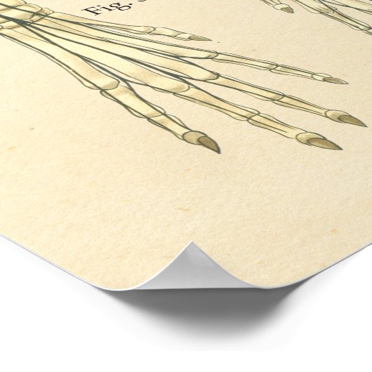 Tableau d'anatomie nerveuse du système nerveux du  (Coin)