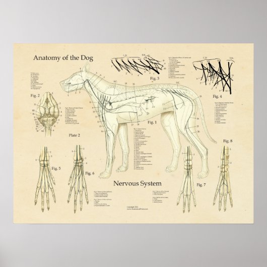 Tableau d'anatomie nerveuse du système nerveux du  (Devant)