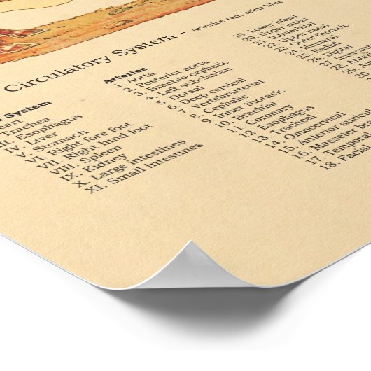 Tableau d'anatomie vétérinaire de porc (Coin)