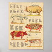 Tableau d'anatomie vétérinaire de porc (Devant)