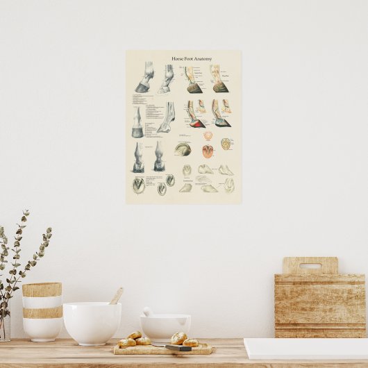 Tableau de l'anatomie de la jambe de cheval (Cuisine)