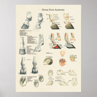 Tableau de l'anatomie de la jambe de cheval