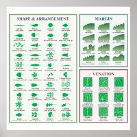 Tableau de morphologie des feuilles - Forme de la