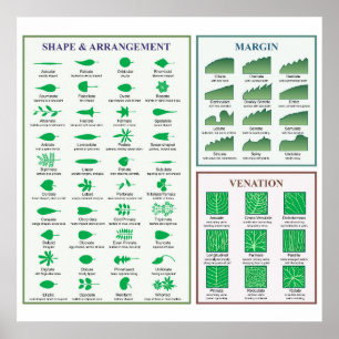 Tableau de morphologie des feuilles - Forme de la