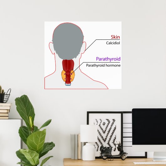Tableau de régulation du calcium du système endocr (Bureau à domicile)