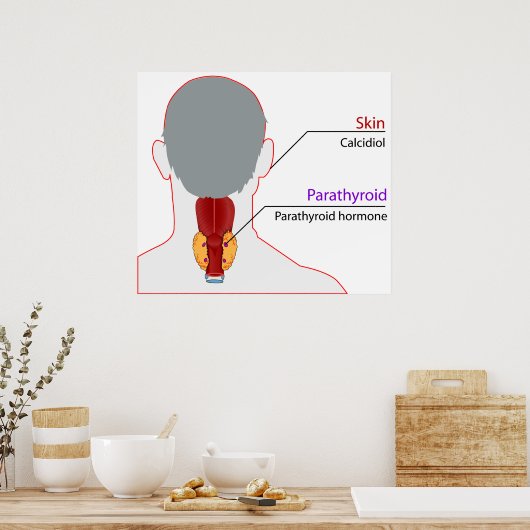 Tableau de régulation du calcium du système endocr (Cuisine)