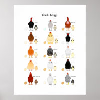 tableau des couleurs des poussins et des oeufs