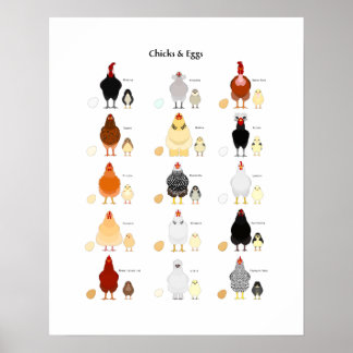 tableau des couleurs des poussins et des oeufs