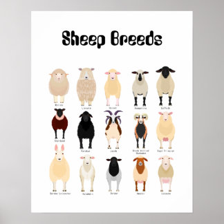 tableau des races de moutons
