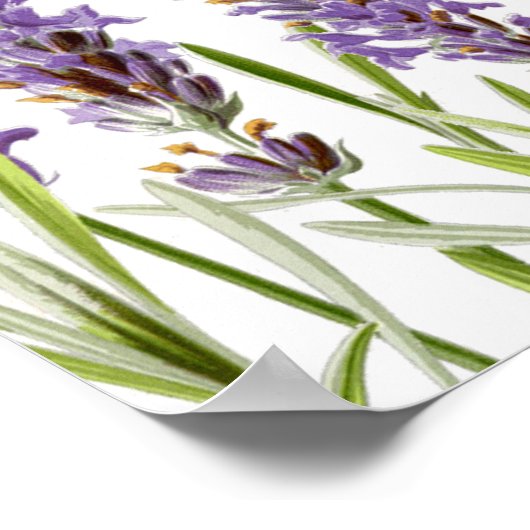 Tableau des sièges de lavande (Coin)