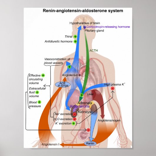 Tableau du système Renin-Angiotensine Diagramme du (Devant)