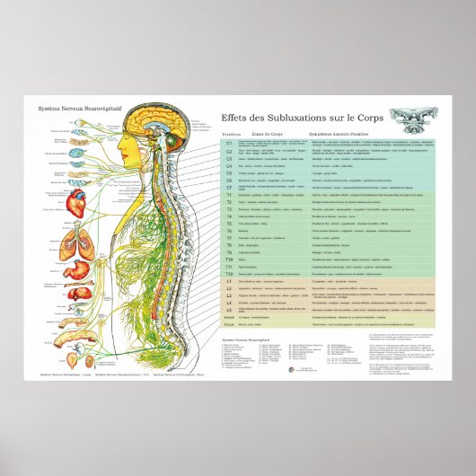 Tableau Français des Nerfs Spinaux de Subluxation (Devant)
