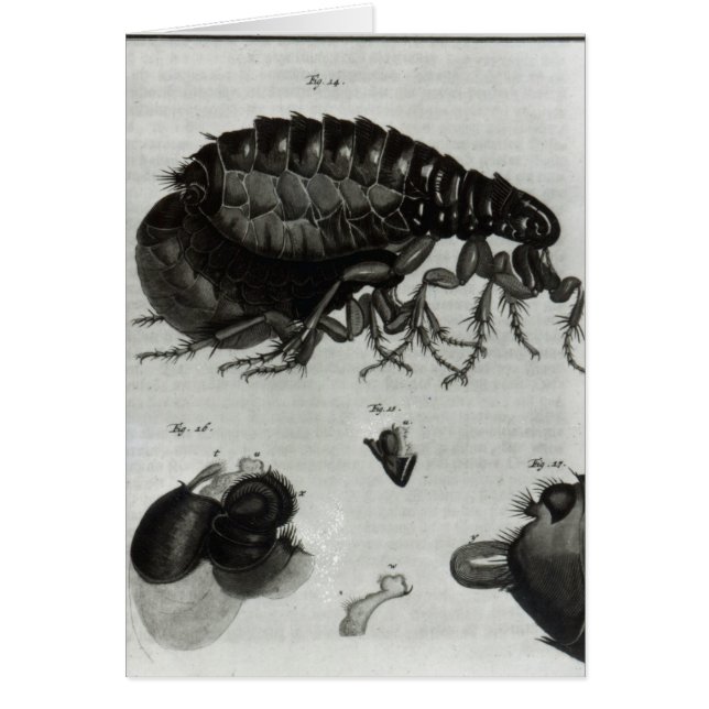 Tableau IV des mouches et des puces (Devant)