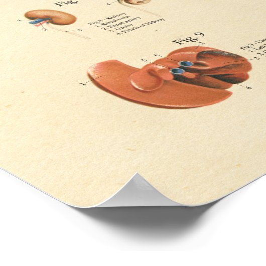 Tableau mural de l'anatomie interne des organes de (Coin)