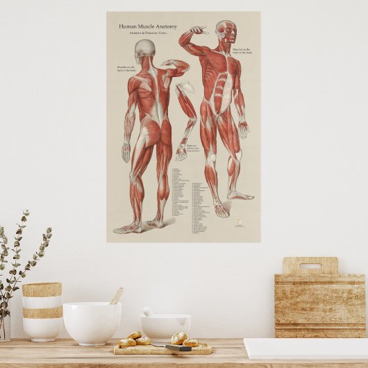 Tableau mural de l'anatomie musculaire humaine (Cuisine)