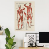 Tableau mural de l'anatomie musculaire humaine (Bureau à domicile)