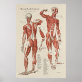 Tableau mural de l'anatomie musculaire humaine (Devant)