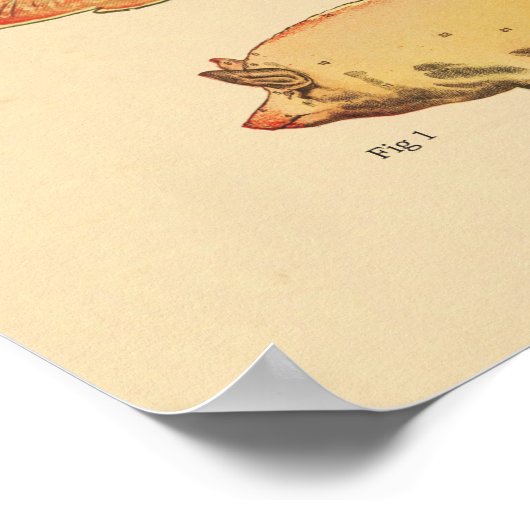 Tableau vétérinaire d'anatomie du squelette (Coin)